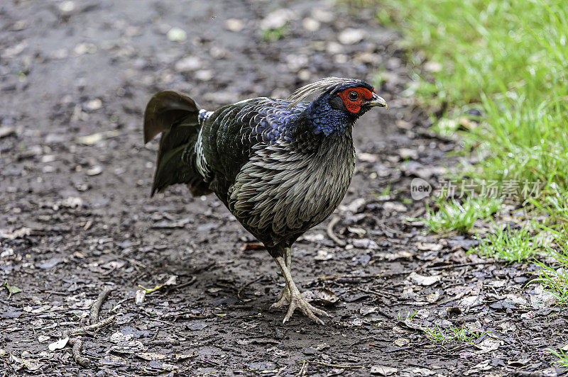 日本白眼鼠(Zosterops japonicus)已经成为夏威夷的入侵物种。它的原产地包括东亚大部分地区，包括日本和中国。夏威夷火山国家公园。